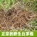 野生茅草种子白茅根草种子白茅草种子白茅花丝茅花白茅