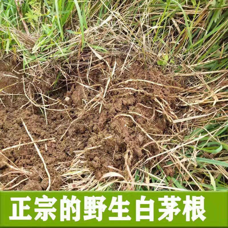 野生茅草种子白茅根草种子白茅草种子白茅花丝茅花白茅