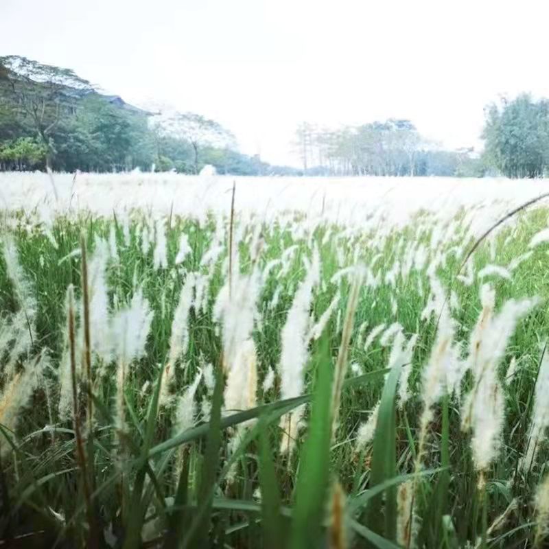 野生茅草种子白茅根草种子白茅草种子白茅花丝茅花白茅