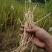 野生茅草种子白茅根草种子白茅草种子白茅花丝茅花白茅