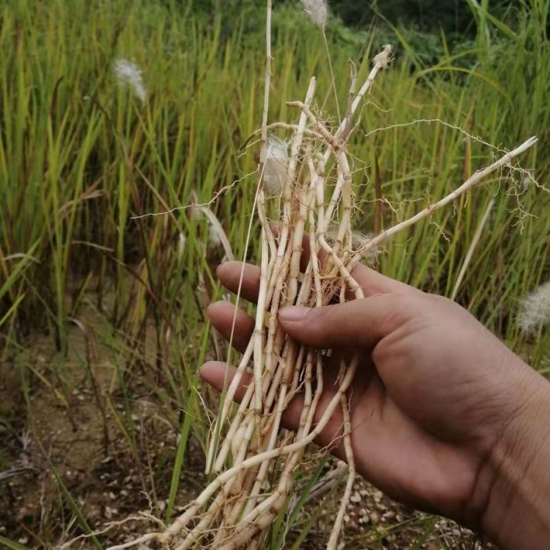 野生茅草种子白茅根草种子白茅草种子白茅花丝茅花白茅