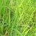 野生茅草种子白茅根草种子白茅草种子白茅花丝茅花白茅