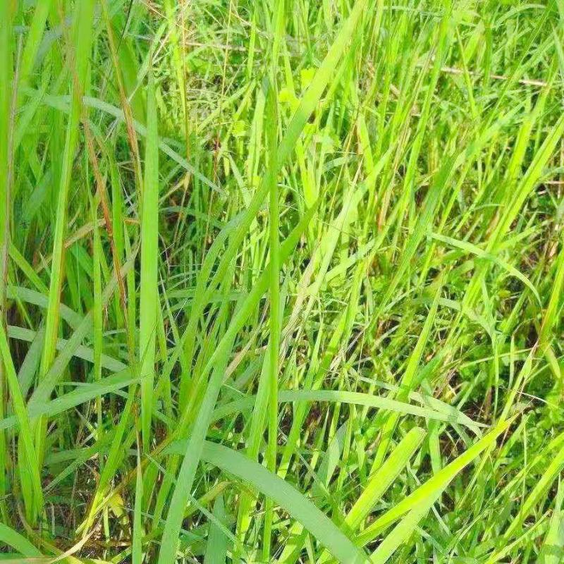 野生茅草种子白茅根草种子白茅草种子白茅花丝茅花白茅