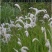 野生茅草种子白茅根草种子白茅草种子白茅花丝茅花白茅