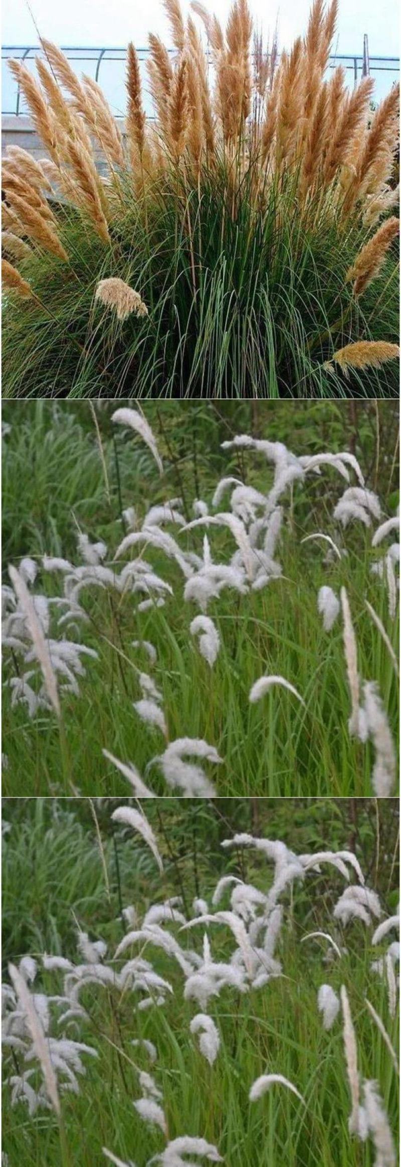 野生茅草种子白茅根草种子白茅草种子白茅花丝茅花白茅