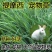 猫尾草种子，提摩西种子，龙猫兔子爱吃的草籽，多少生牧草