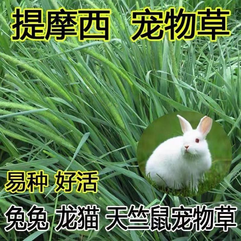 猫尾草种子，提摩西种子，龙猫兔子爱吃的草籽，多少生牧草