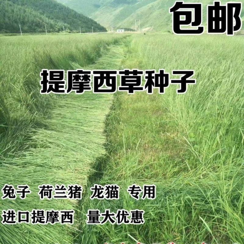 猫尾草种子，提摩西种子，龙猫兔子爱吃的草籽，多少生牧草