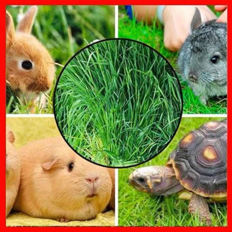 猫尾草种子，提摩西种子，龙猫兔子爱吃的草籽，多少生牧草
