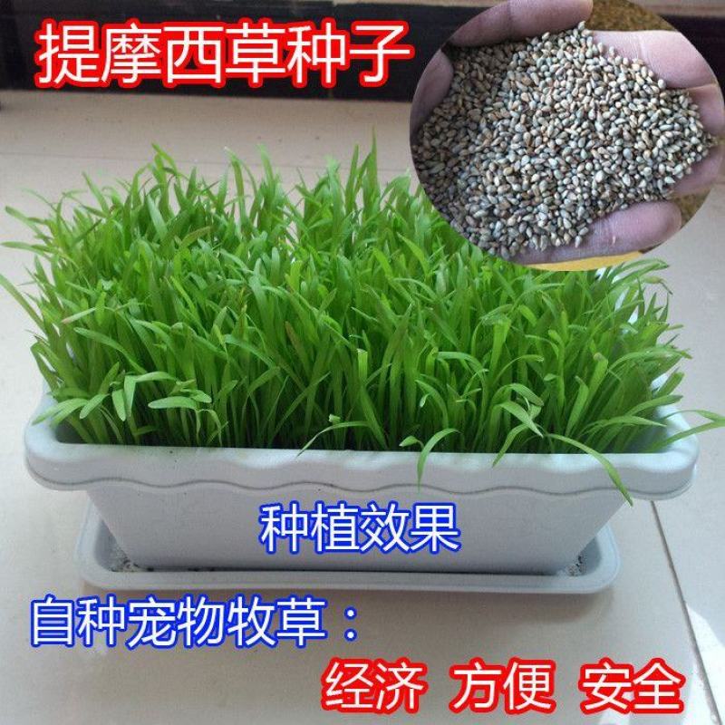 猫尾草种子，提摩西种子，龙猫兔子爱吃的草籽，多少生牧草