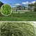 猫尾草种子，提摩西种子，龙猫兔子爱吃的草籽，多少生牧草