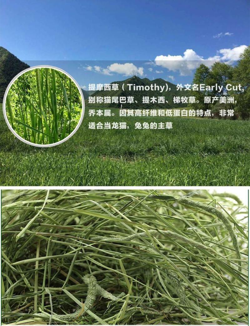 猫尾草种子，提摩西种子，龙猫兔子爱吃的草籽，多少生牧草