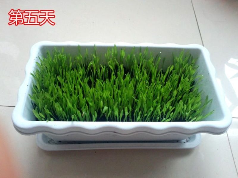 猫尾草种子，提摩西种子，龙猫兔子爱吃的草籽，多少生牧草