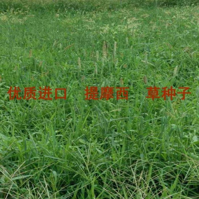 猫尾草种子，提摩西种子，龙猫兔子爱吃的草籽，多少生牧草
