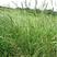 猫尾草种子，提摩西种子，龙猫兔子爱吃的草籽，多少生牧草