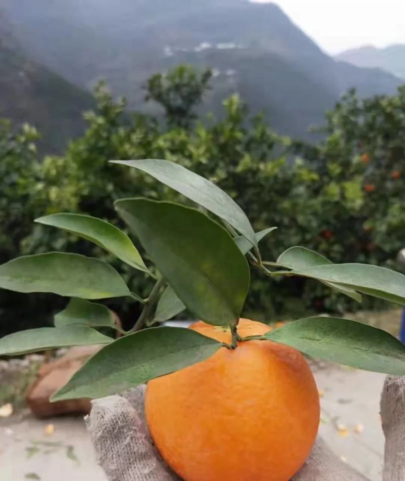 秭归脐橙，纽荷尔，中华虹，伦晚脐橙，夏橙，随行就市！