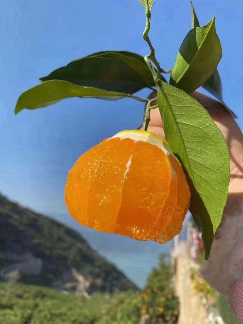 秭归脐橙，纽荷尔，中华虹，伦晚脐橙，夏橙，随行就市！