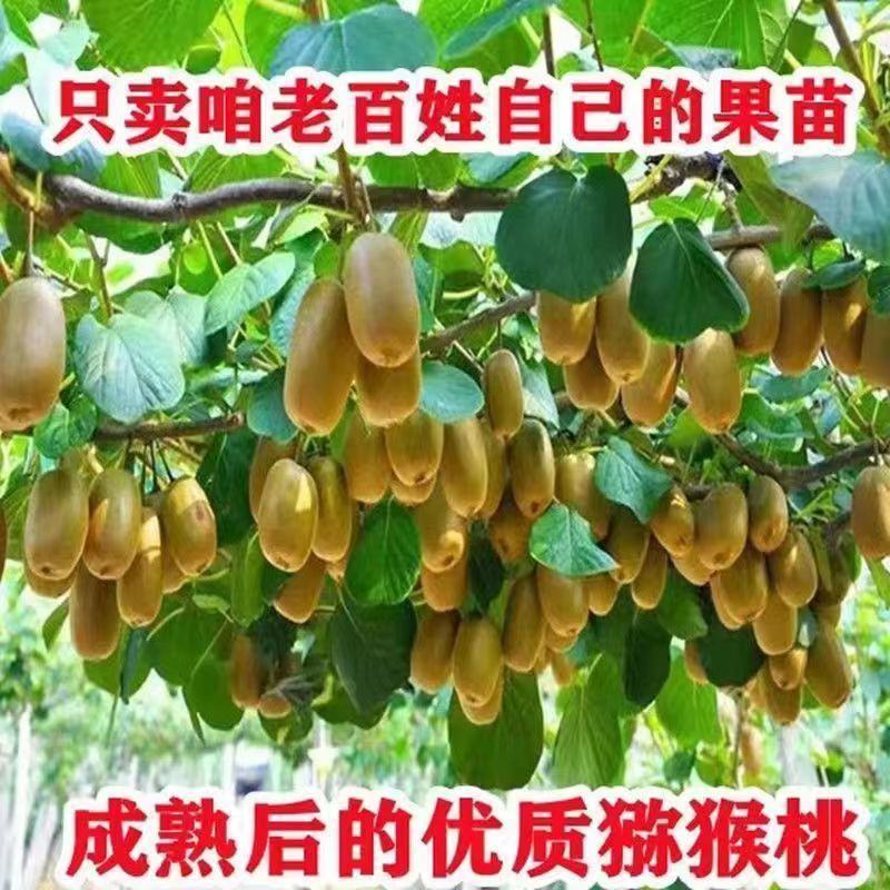 猕猴桃种子猕猴桃树籽嫁接红心猕猴桃徐香楚红猕猴桃奇异果钻