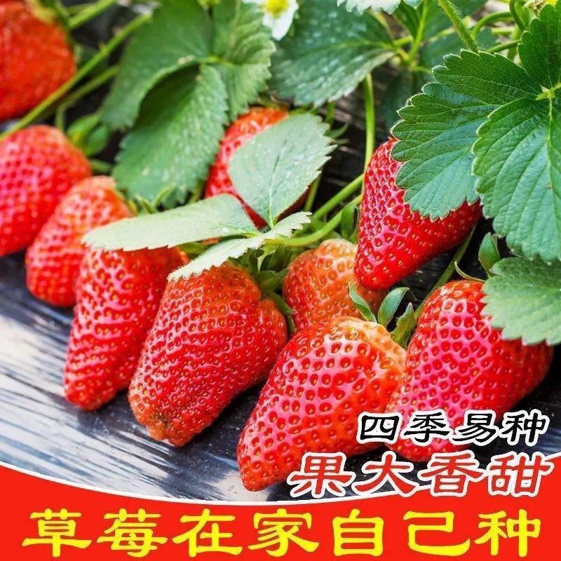 超大超甜奶油草莓籽四季开花结果草莓籽庭院阳台盆栽水果易种