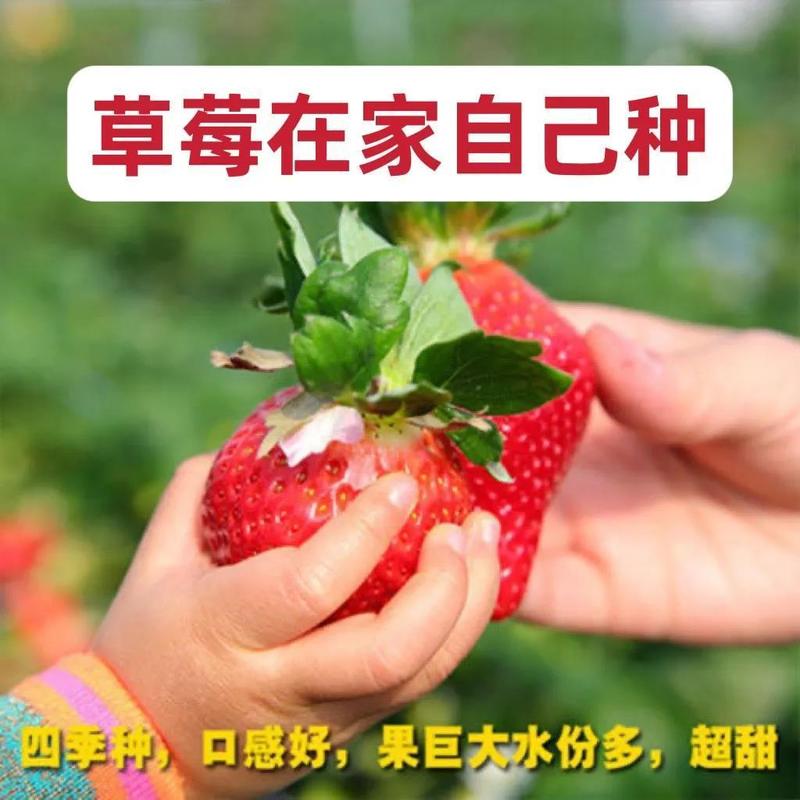 超大超甜奶油草莓籽四季开花结果草莓籽庭院阳台盆栽水果易种