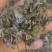 秋木耳，黑木耳东北黑木耳产地一手货源量大从优欢迎来电洽谈