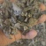 秋木耳，黑木耳东北黑木耳产地一手货源量大从优欢迎来电洽谈