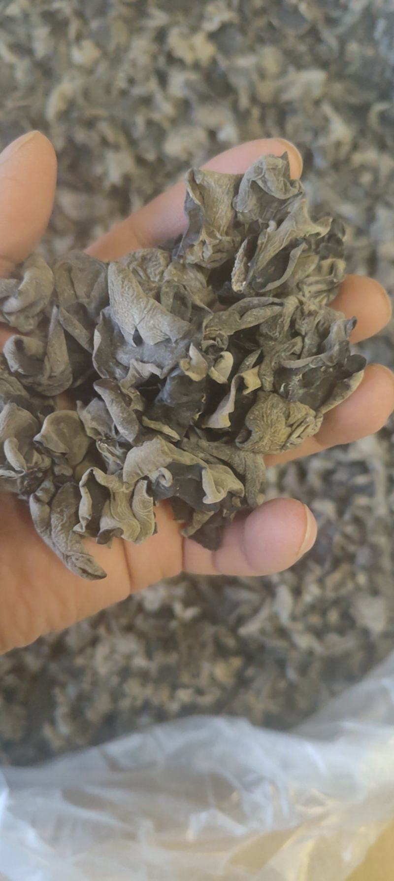 秋木耳，黑木耳东北黑木耳产地一手货源量大从优欢迎来电洽谈