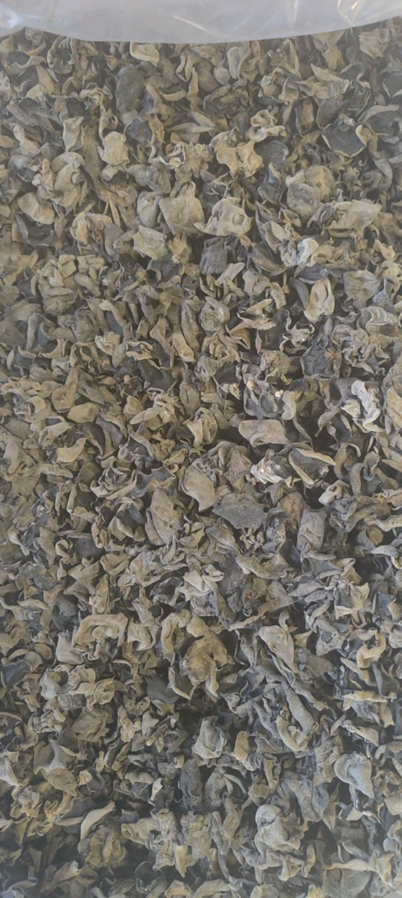 秋木耳，黑木耳东北黑木耳产地一手货源量大从优欢迎来电洽谈