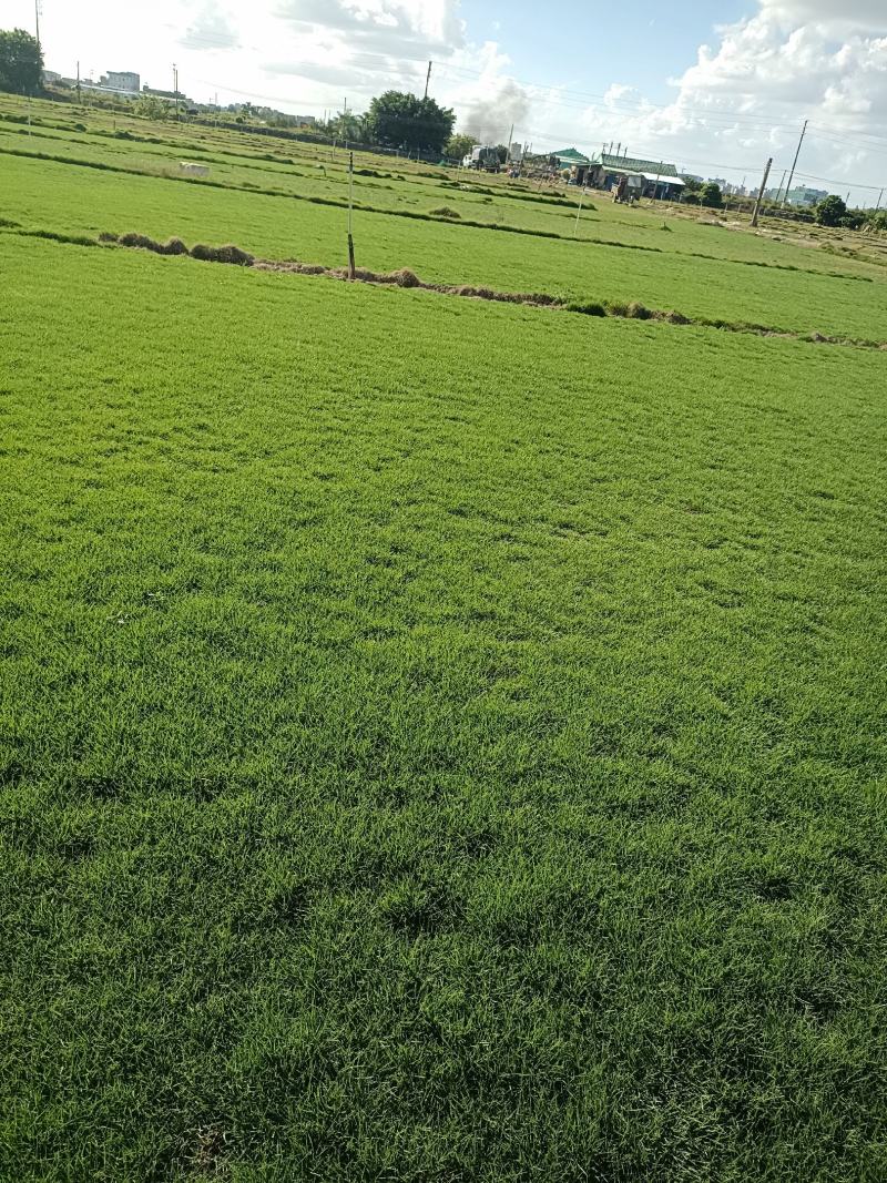 台湾草卷草，马尼拉草卷草大量上市，自有百亩基地，常年供应