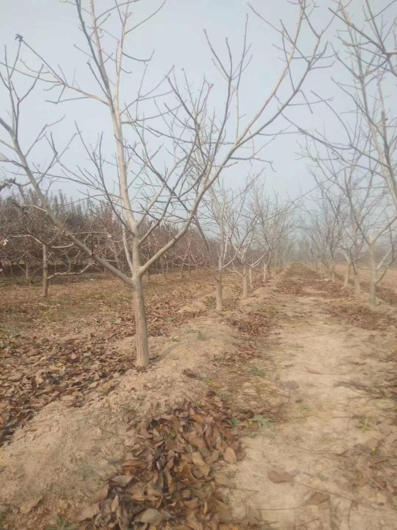 薄皮核桃，香玲，辽核，8518，基地发货，物美价诚信第一