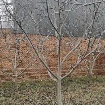 薄皮核桃，香玲，辽核，8518，基地发货，物美价诚信第一