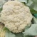 【推荐】有机花菜大量现货供应花白质量好品质优货源充足