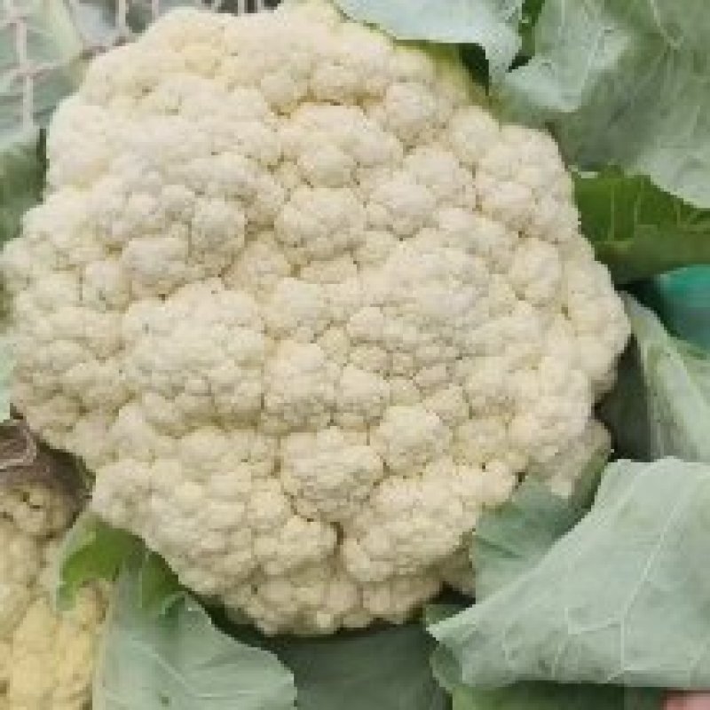 【推荐】有机花菜大量现货供应花白质量好品质优货源充足