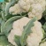 【推荐】有机花菜大量现货供应花白质量好品质优货源充足