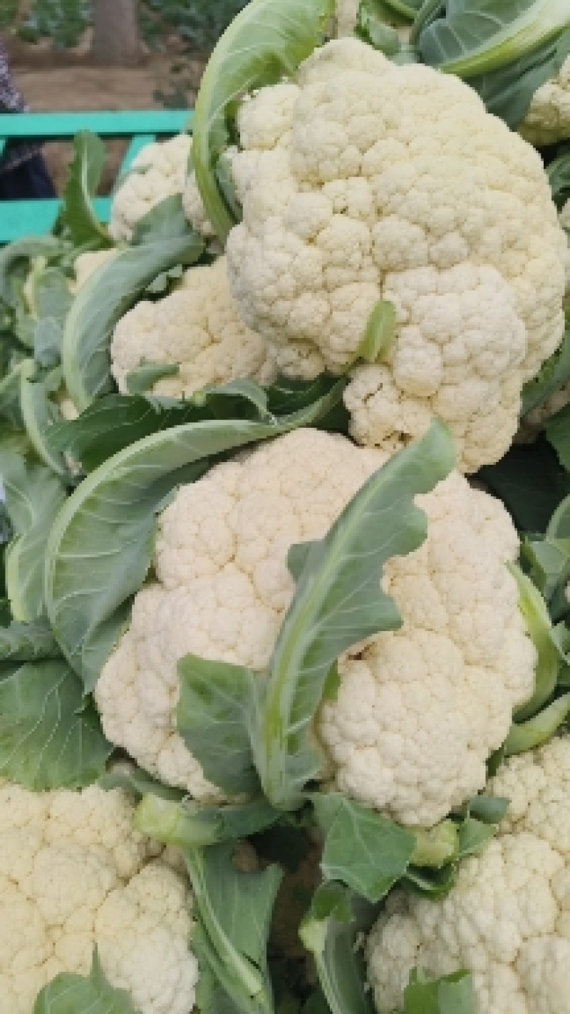 【推荐】有机花菜大量现货供应花白质量好品质优货源充足