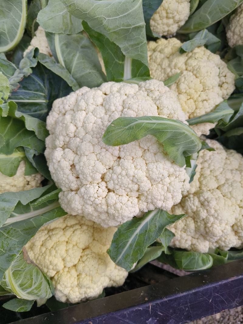 【推荐】有机花菜大量现货供应花白质量好品质优货源充足