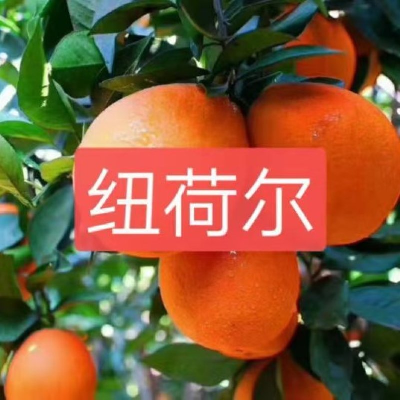 纽荷尔脐橙大量上市一手货源品质保证电商市场社区团购