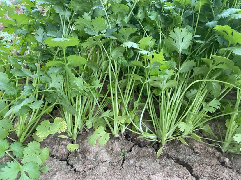 大叶香菜植株特写
