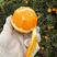 纽荷尔脐橙大量上市一手货源品质保证电商市场社区团购