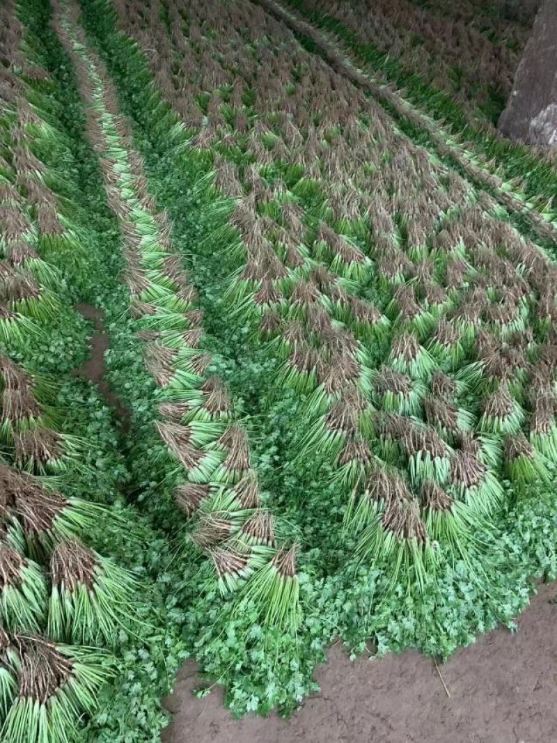 河北香菜泡沫箱，打捆质量品质手工都很到位备有大型冷库