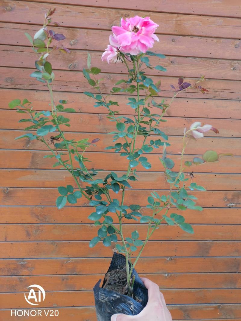钰鑫月季常年供应丰花月季杯苗，品种多，花色全，货源充足