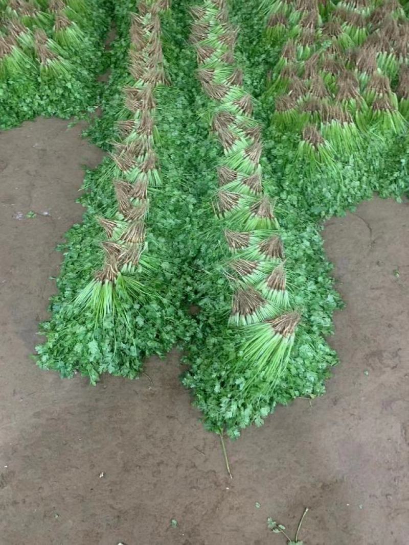 河北香菜泡沫箱，打捆质量品质手工都很到位备有大型冷库