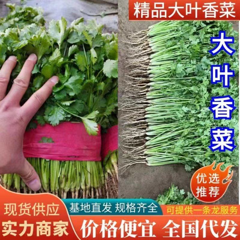 河北香菜泡沫箱，打捆质量品质手工都很到位备有大型冷库