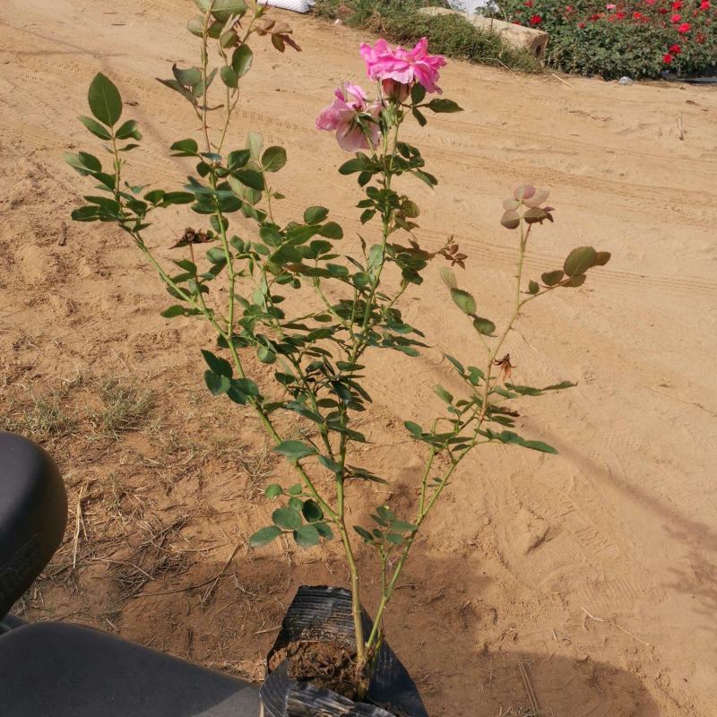 钰鑫月季常年供应丰花月季杯苗，品种多，花色全，货源充足