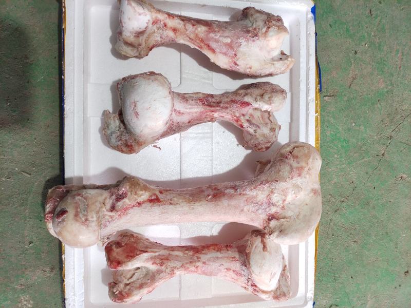 国产牛棒骨，熬汤专用多骨髓，一手货源欢迎进店选购
