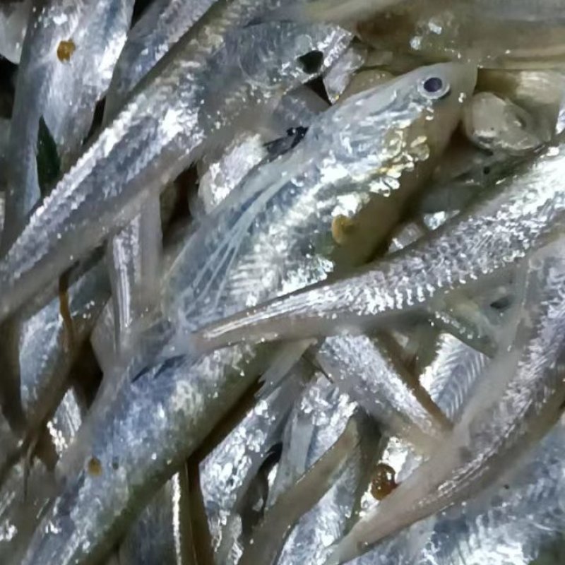 新鲜出水的毛刀鱼欢迎新老顾客