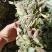 狸尾草，干货包邮，一手货源批发，太阳晒干，颜色好