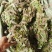 狸尾草，干货包邮，一手货源批发，太阳晒干，颜色好