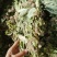 狸尾草，干货包邮，一手货源批发，太阳晒干，颜色好