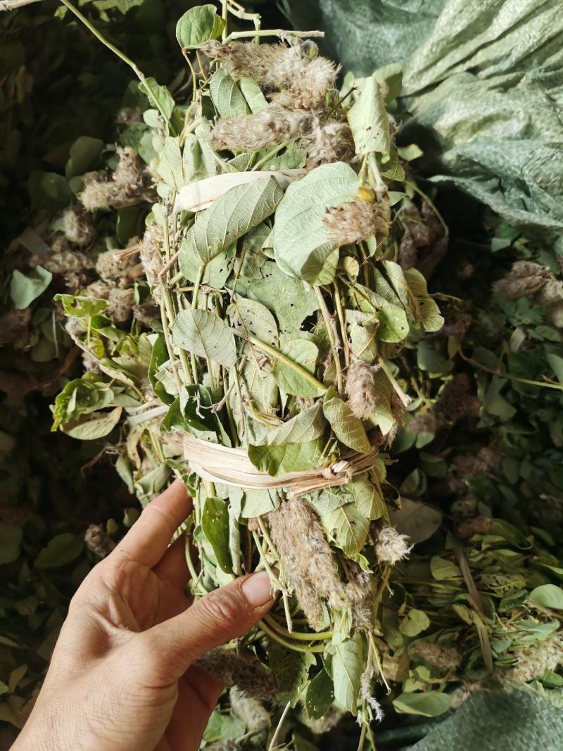 狸尾草，干货包邮，一手货源批发，太阳晒干，颜色好